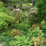 2.2_Perennial-fern-garden
