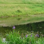 2.2_Perennial-iris-pond