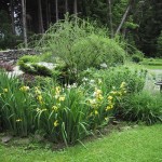 Perennial-lilies