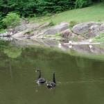 2.7_Water-Features-geese