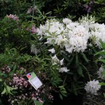 Rhododendron and Mountain Laurel
